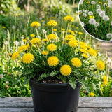 Dandelion Live Plant in 4'' Pot, Hardy Yellow Dandelion Flower Plant, Live Dandelion Plant, Edible Herb for Garden, 4-6 Inch Tall