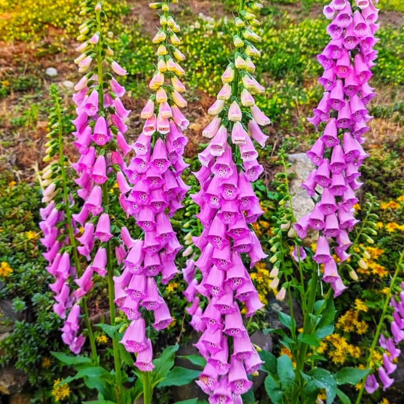 Set 6 Purple Foxglove Plants Live, in 3" Pots, Hardy Perennial Foxgloves Flowers for Outdoor Garden Planting