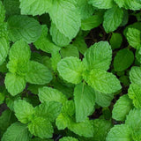 Fragrant Mint Plant Live, 4-6 Inches, Culinary Mint Herb for Indoor Outdoor Gardens (Spearmint)