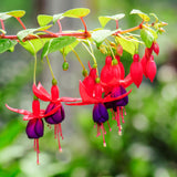 Purple Fuchsia Plant Live, Hardy Fuchsia Flower Plants for Garden, 3 to 4'' Tall - Single Bloom, Purple Flower Plant, No Pot