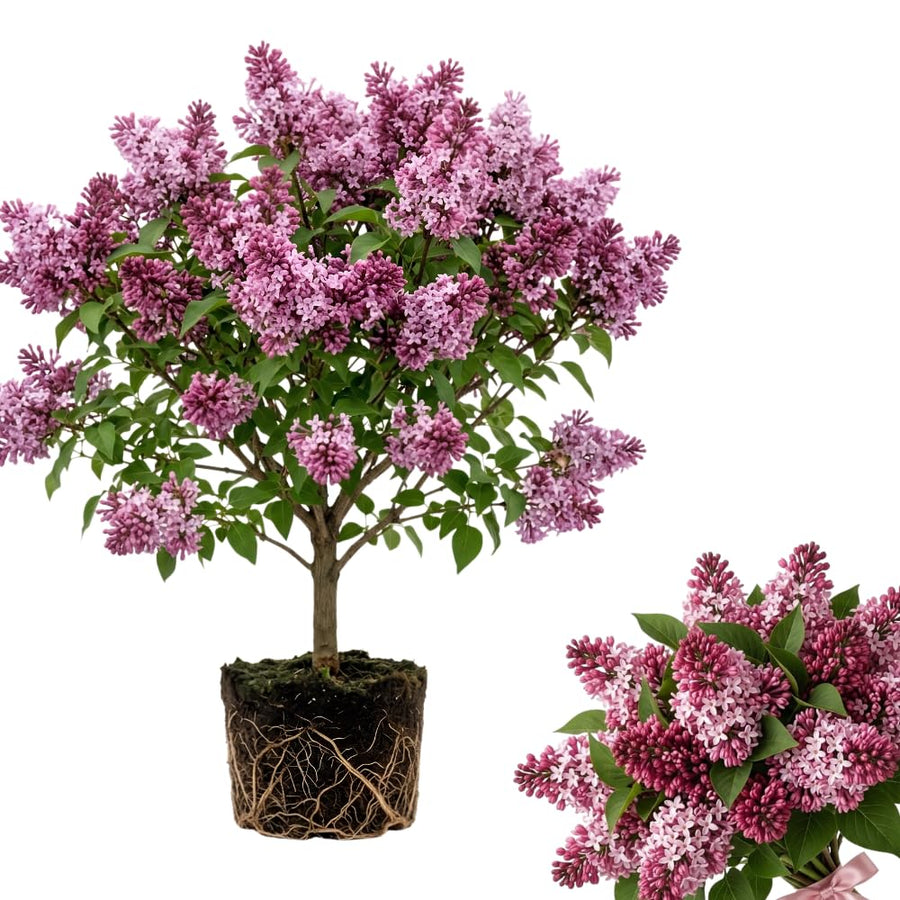 Pink Lilac Bush Live Tree Plant, 1 Year Old Tree for Planting, 6 to 12 Inches in Tall, Hardy Shrub, Dormant in Winter