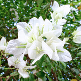 Bougainvillea Plants - Pack 2 Bougainvillea Flowering Plants - Starter from 4 to 6 Inches Tall Bareroot - Growing Outdoor (White)