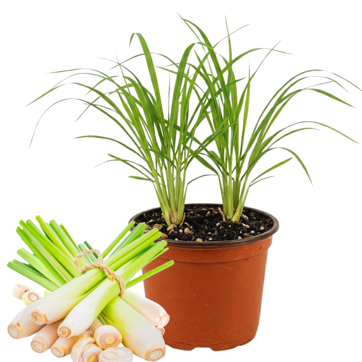2 Lemon Grass Live Plants, Lemongrass Plant Herb Plant from 7 inches Tall, Lemongrass Plants Live for Home Garden Patio