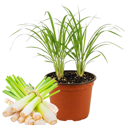 2 Lemon Grass Live Plants, Lemongrass Plant Herb Plant from 7 inches Tall, Lemongrass Plants Live for Home Garden Patio