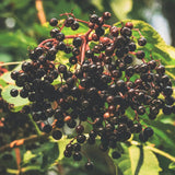 Black Elderberry Plant Live in 4" Pot, Elderberry Bushes, Well Rooted from 4 to 6 Inches Tall, Edible Berry Bush for Outdoor Planting