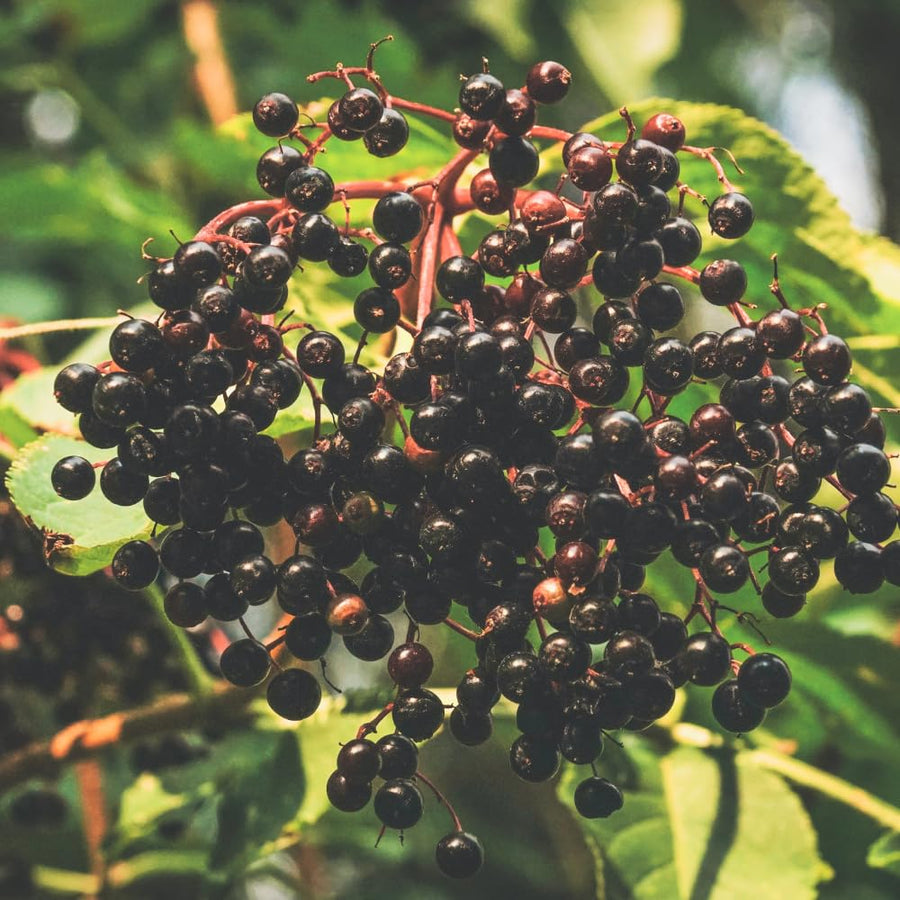 Black Elderberry Plant Live in 4" Pot, Elderberry Bushes, Well Rooted from 4 to 6 Inches Tall, Edible Berry Bush for Outdoor Planting