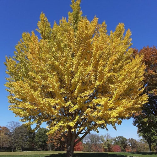 Set of 2 Ginkgo Trees Live Plants, 6-12 Inches Tall, Ginkgo Plant in Quart Pot, Hardy Landscape Trees with Golden Fall Leaves