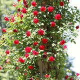 Rose Live Plant, Climbing Roses Plant Live, 5 to 8" Tall, 5 Months Old Fragrant Climber Plant for Planting, No Leaf, Trim Back, Well Rooted, Bare Root (Red)