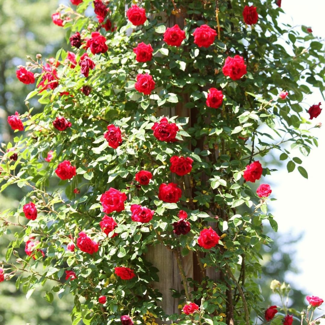 Rose Live Plant, Climbing Roses Plant Live, 5 to 8" Tall, 5 Months Old Fragrant Climber Plant for Planting, No Leaf, Trim Back, Well Rooted, Bare Root (Red)