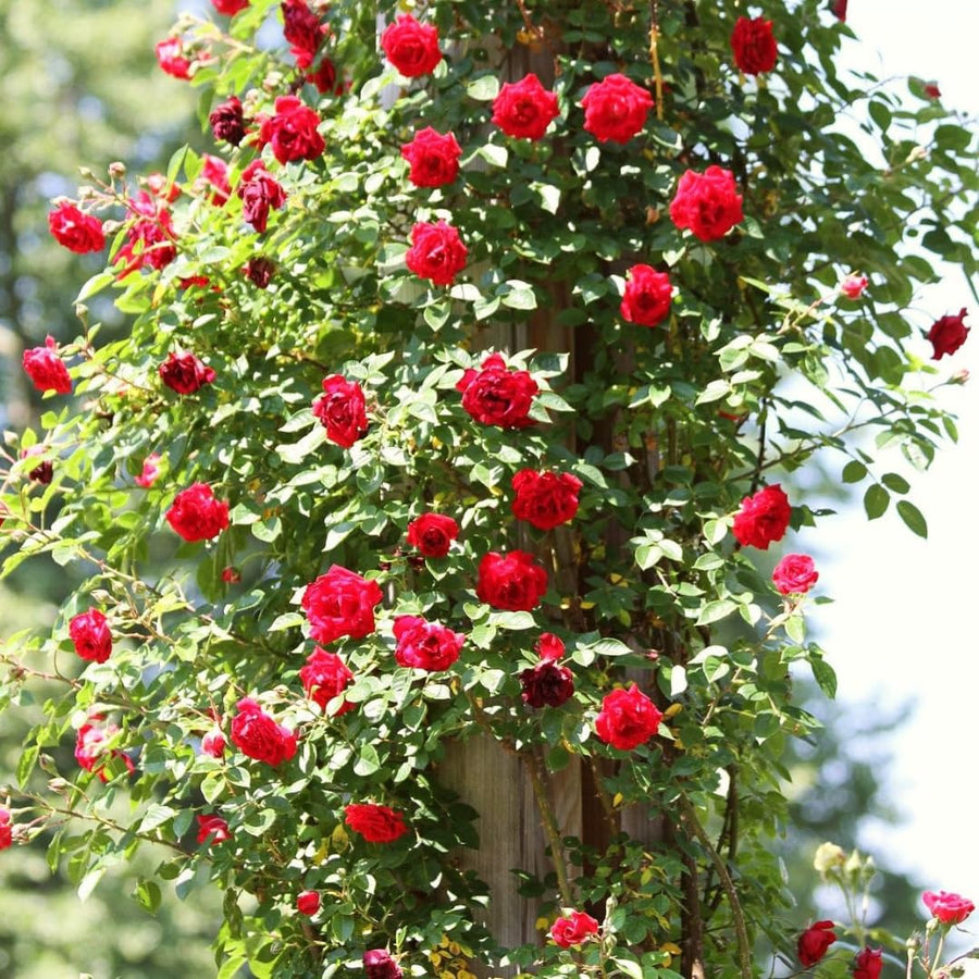 Rose Live Plant, Climbing Roses Plant Live, 5 to 8" Tall, 5 Months Old Fragrant Climber Plant for Planting, No Leaf, Trim Back, Well Rooted, Bare Root (Red)