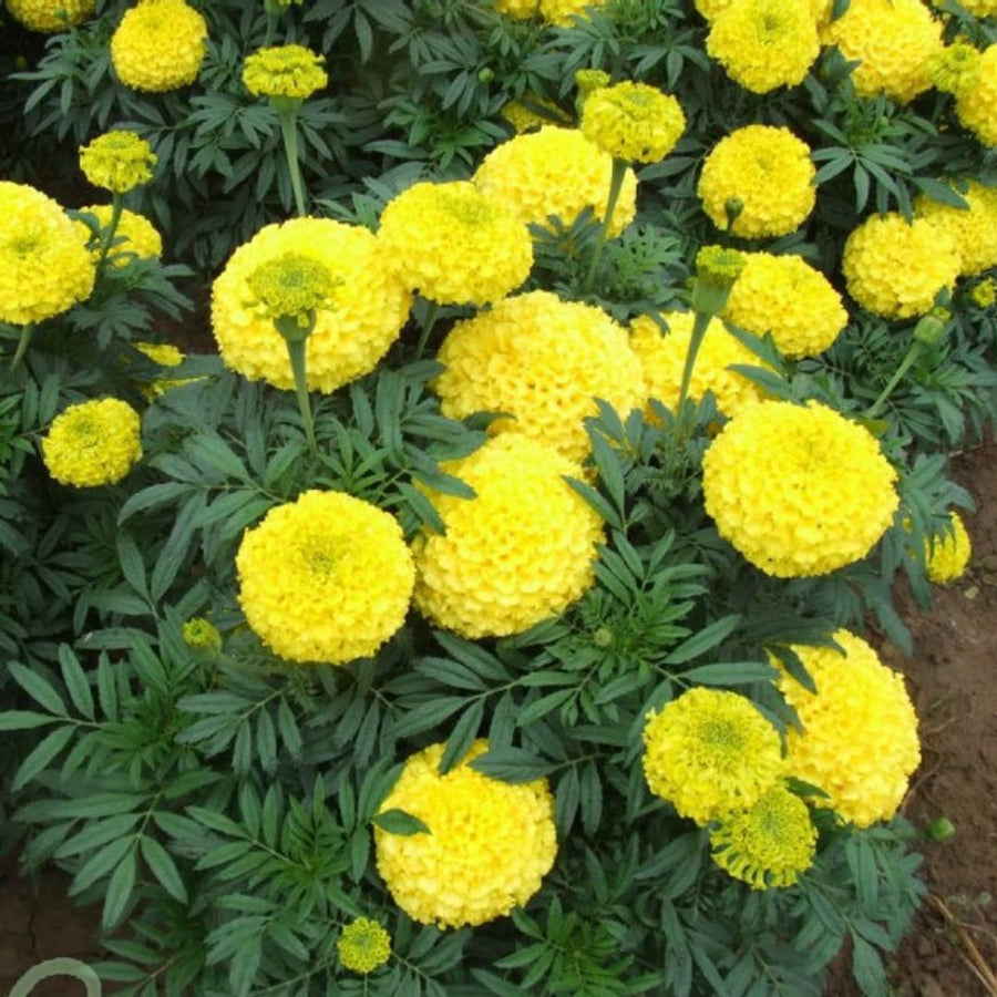 2 Marigold Live Plants for Outside, Yellow Marigold Plants Live, 4 to 6 Inc Tall Starter Plant Growing