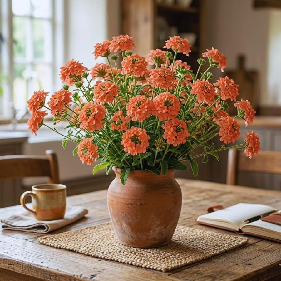 2 Salmon Verbena Plants Live for Planting, Colorful Blooming Flower Plant, Verbena Live Plants, 5 to 7 Inc Tall