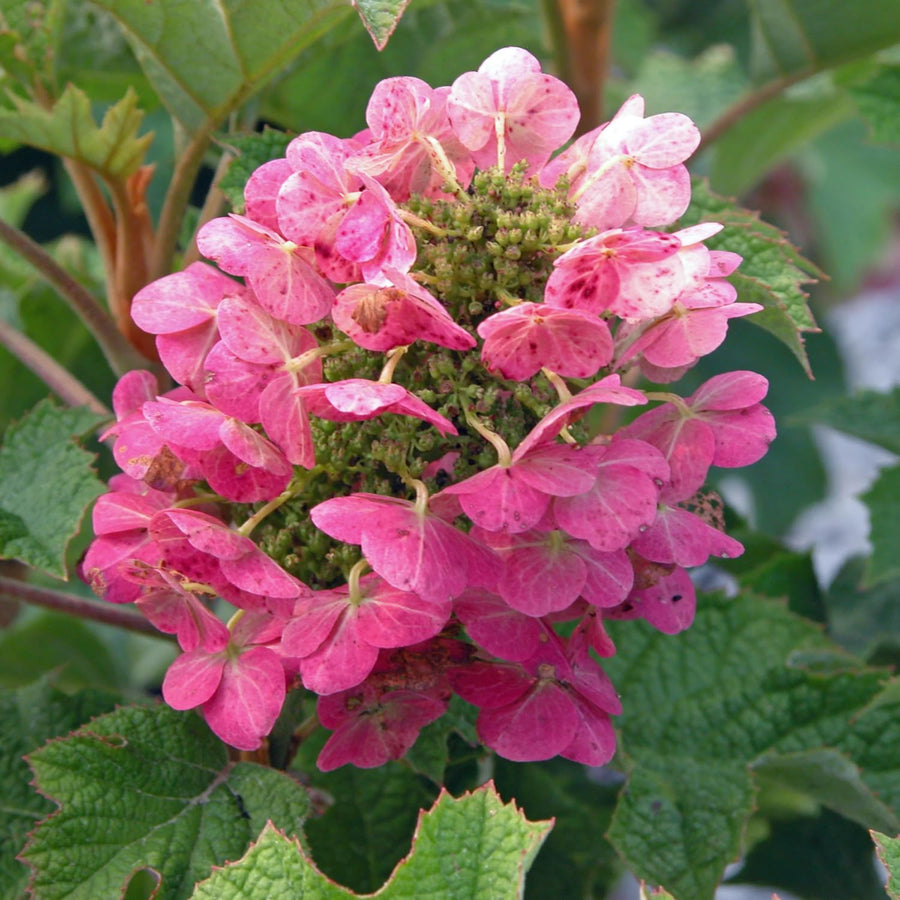 Ruby Hydrangea Plant Live, 4 Inch Pot, 6–12" Tall Cold Hardy Hydrangea Shrub