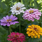 250 Zinnia Seeds for Planting, Mixed Color Flower Seeds, Ready to Grow Annual Blooms for Garden, Containers