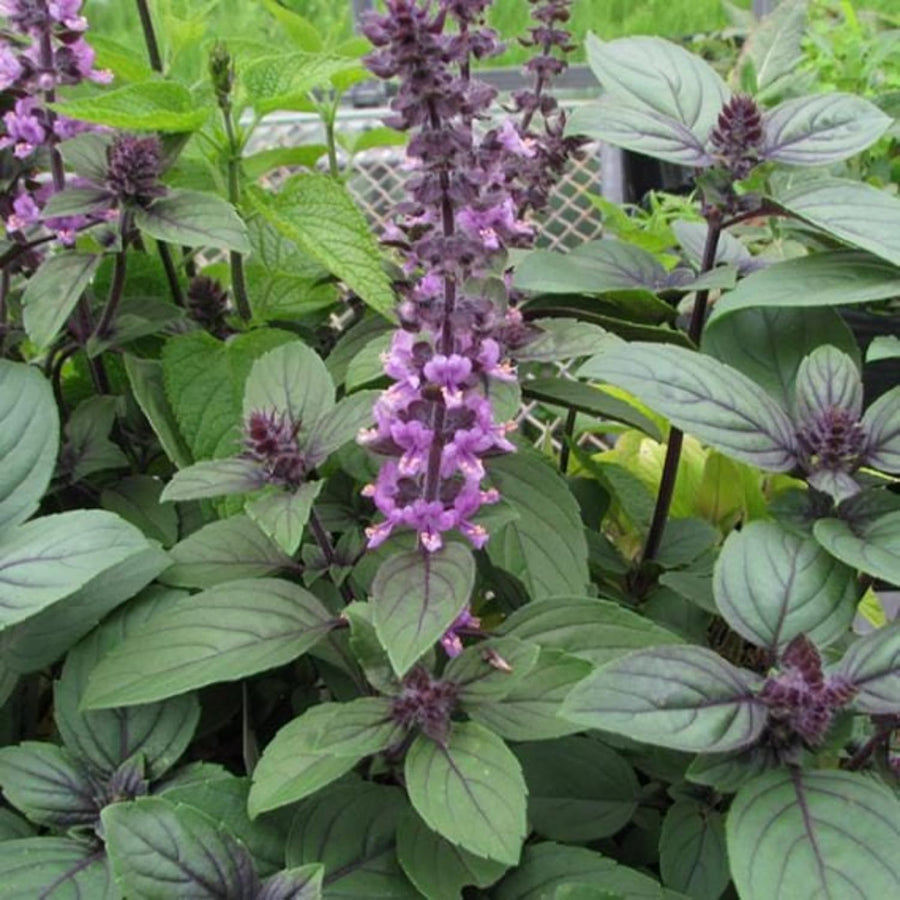 2 African Blue Basil Plants Live, 2 Live Plants, Basil Live Plant, 5 to 7'' Tall, Basil Herb Plants