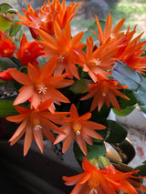 Easter Cactus Plants Live, Easter Cactus - 4 to 6 Inch Tall Houseplant Succulent Cactus Flower Plants, No Pot (Orange Flowers)