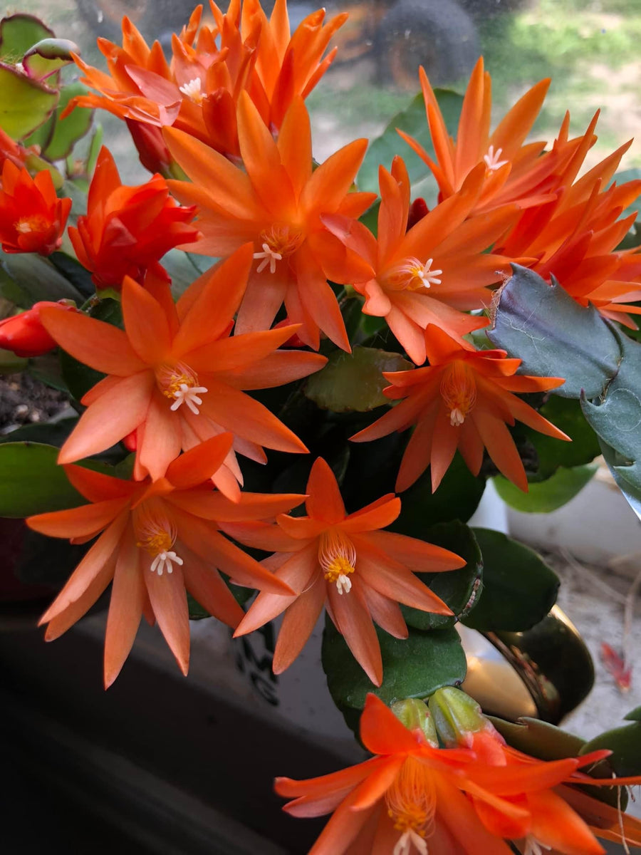 Easter Cactus Plants Live, Easter Cactus - 4 to 6 Inch Tall Houseplant Succulent Cactus Flower Plants, No Pot (Orange Flowers)