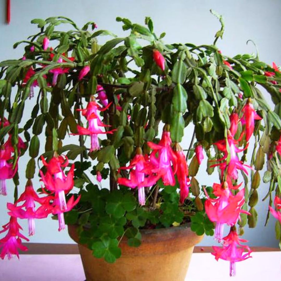 Pink Thanksgiving Cactus in 4" Pot for Spring Planting, Indoor Outdoor Home Decor