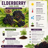 Elderberry Bush Live Plant, 1.5-2.5 Ft Tall, Sweet Fruit Tree, Elderberry Plants Live for Planting, Cold Hardy, 1 Gal Pot