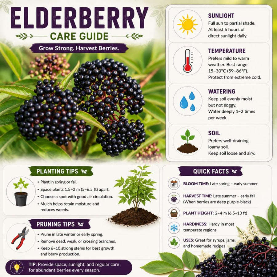 Elderberry Bush Live Plant, 1.5-2.5 Ft Tall, Sweet Fruit Tree, Elderberry Plants Live for Planting, Cold Hardy, 1 Gal Pot