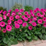 2 Pink Gerbera Daisy Plants Live, Gerbera Daisies Flower Plants 5 to 7 Inches Tall, Ready to Bloom, Hardy Outdoor Plant