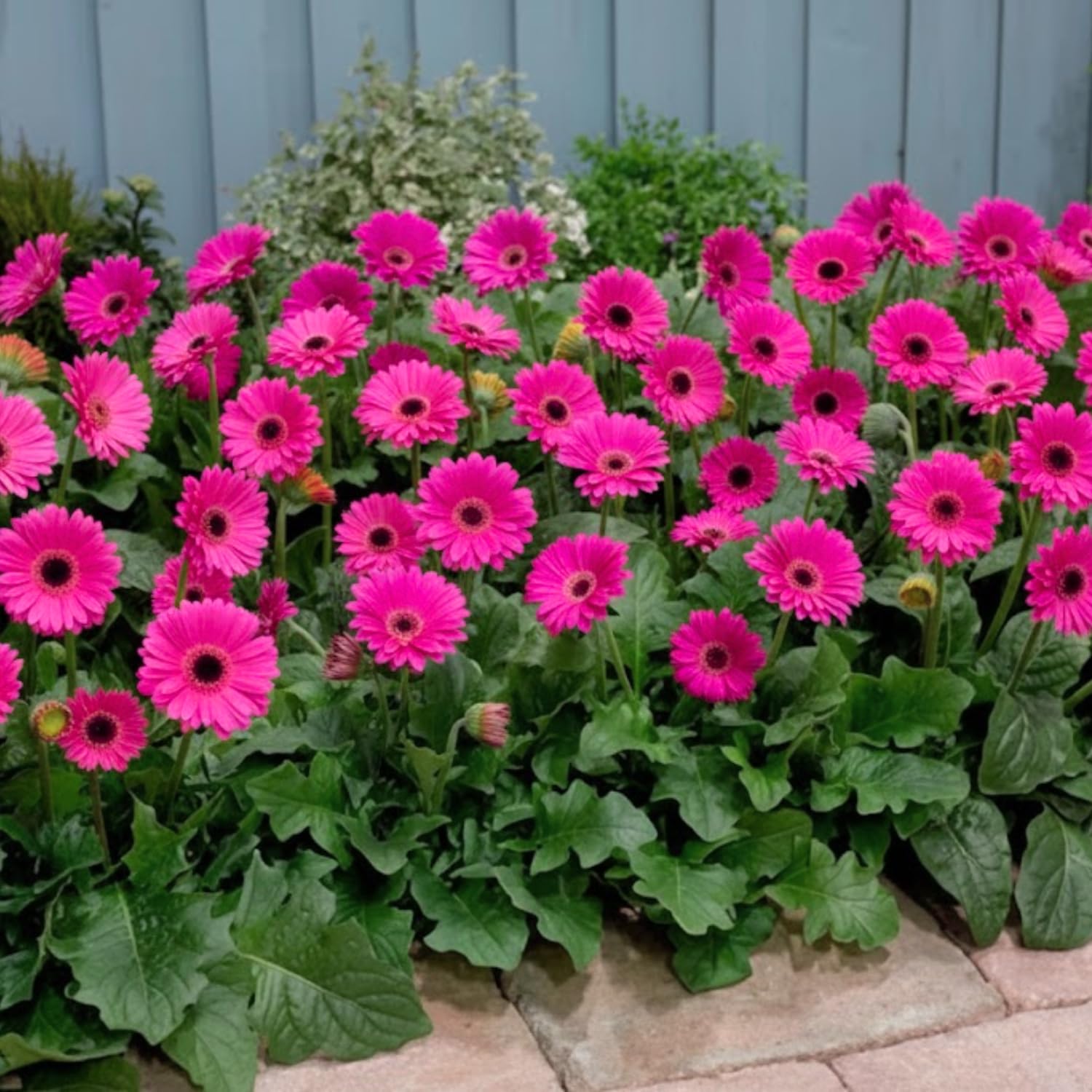 2 Pink Gerbera Daisy Plants Live, Gerbera Daisies Flower Plants 5 to 7 Inches Tall, Ready to Bloom, Hardy Outdoor Plant