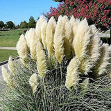 3 Pampas Grass Plants Live for Planting, White Pampas Grass Live Plant Ornamental Garden Indoor Outdoor