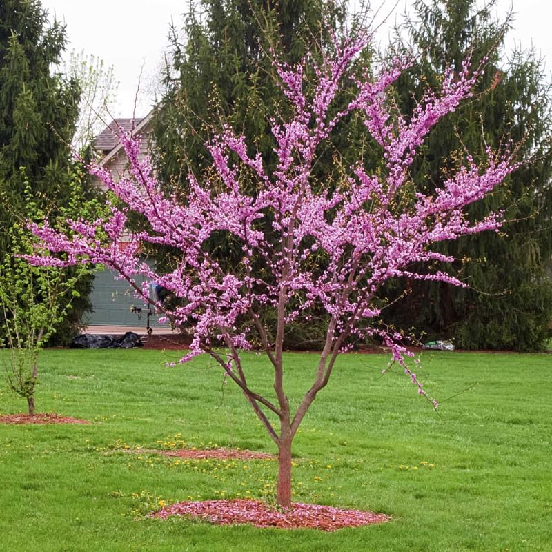 Dormant Redbud Plant Live Trees Outside, 2-3 Ft Redbud Trees Live Plants, Early Spring Blooms, Purple Flowers Bloom, Red Bud Tree for Planting