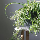 Curly Spider Plant, Variegated Spider Live House Plant, 2-4 Inc Tall, Indoor Outdoor Planting, No Pot