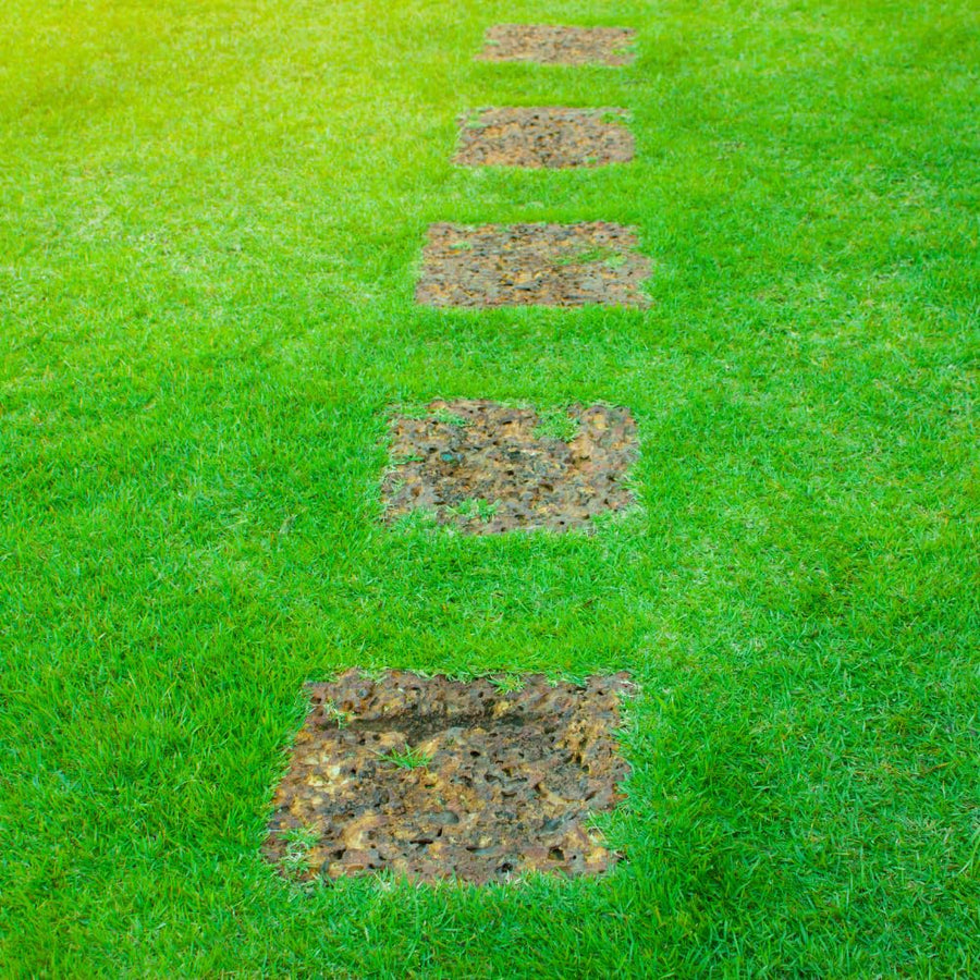 20000 Zoysia Grass Seeds, Emerald Zoysia Grass Seed, Soft Dense Green Lawn, Zoysia Grass Seed for Lawns and Landscapes, Low Maintenance Warm Season