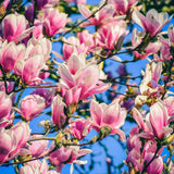 Jane Magnolia Plant Live, 6-12 Inch Tall, Magnolia Tree in 2.5” Pot, Flowering Ornamental Tree