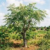 35 Moringa Seeds, Moringa Oleifera Seeds, Fast Growing Drumstick Tree Plant Seed for Outdoor Garden