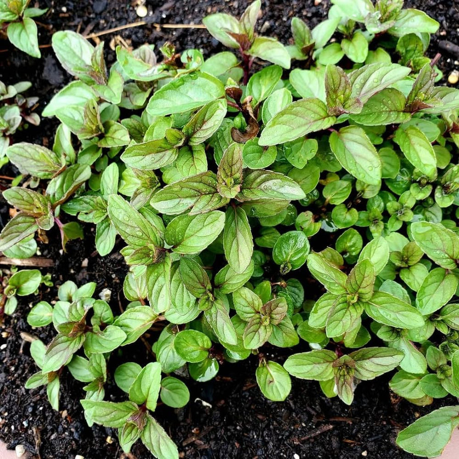 Chocolate Mint Plant, Sweet, Fragrant Mint Plant Live in 3.5'' Pot, Containers and Herb Gardens Growing