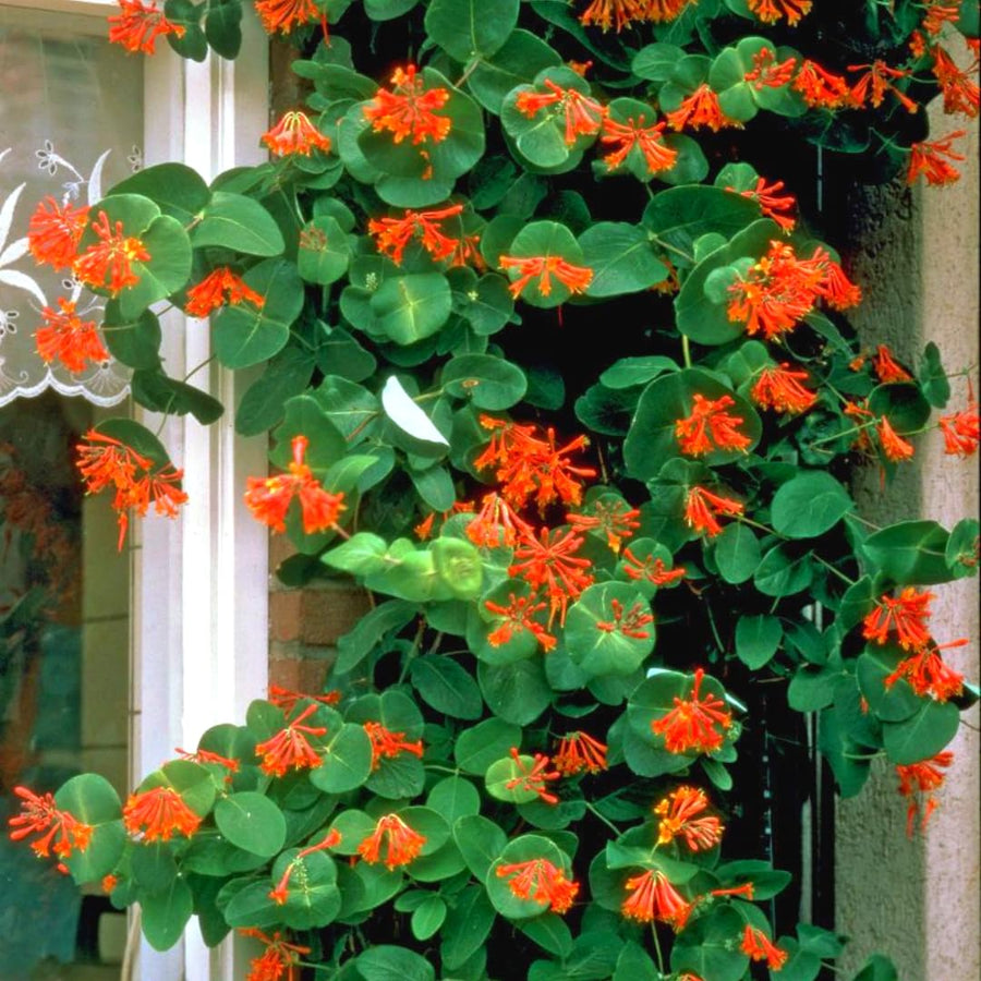 Coral Honeysuckle Plant, Live Honeysucke Vine, 5-10 Inc Tall, Red Honeysuckle for Planting, Climbing Honeysuckle Bush Shrubs, Fragrant, No Pot