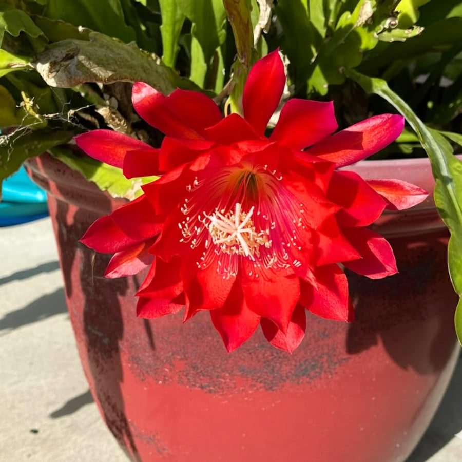 Epiphyllum Orchid Cactus Live Plant, Vibrant Blooming Orchird Cactus in 4" Pot, Compact, Cold Hardy, Low Maintenance (Red Orchid Cactus)