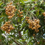 Live Longan Fruit Tree Plant, 6-12” Tall in 4” Pot, Sweet Tropical Longan Plant to Grow