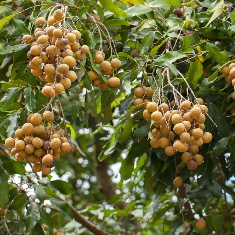 Live Longan Fruit Tree Plant, 6-12” Tall in 4” Pot, Sweet Tropical Longan Plant to Grow