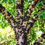 Jaboticaba Tree Live Plant, Sweet and Edible Black Fruit, Jaboticaba Plant Well Rooted for Outdoor Gardening, 2 to 3 Feet Tall
