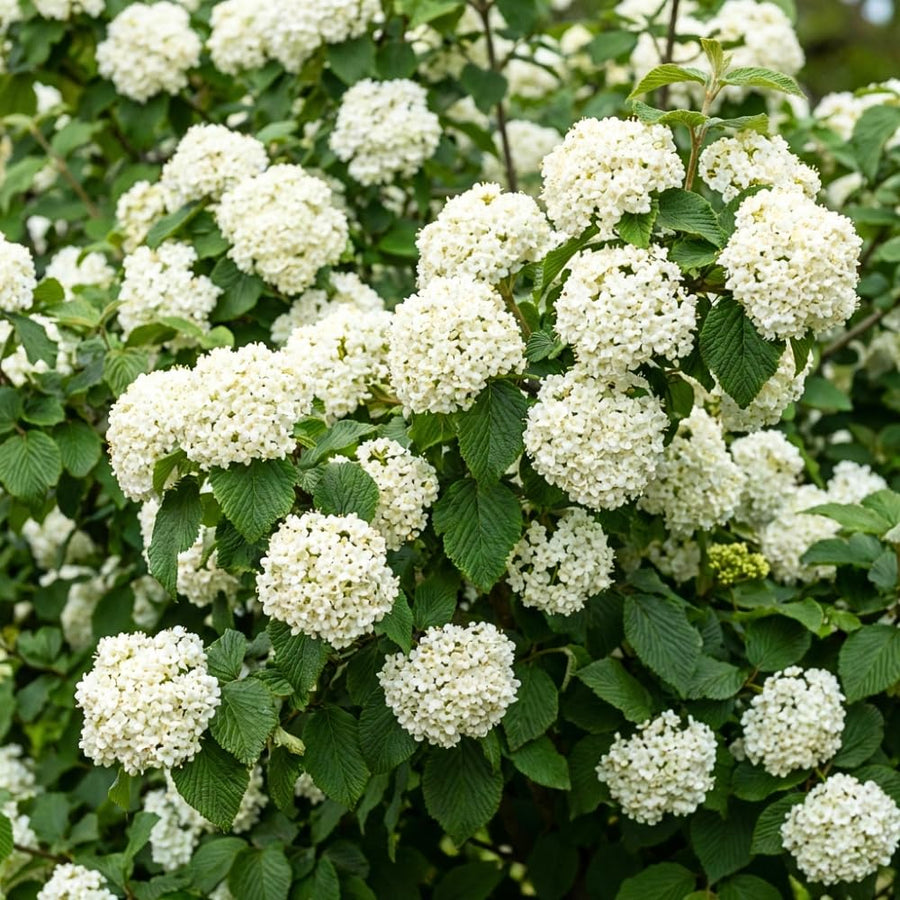 Set 2 Snowball Viburnum Live Plants, Bare Root 8 to 12 Inches Tall, White Flowering Shrub, Low Maintenance for Outdoor Garden