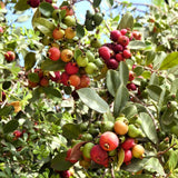 Strawberry Guava Plant Live, Rare Tropical Guava Tree, Sweet Fruit Tree for Outdoor Growing 7-12 Inch in Half Gallon Pot
