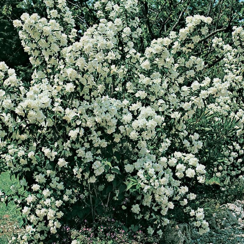 White Mock Orange Trees Live Plants Bush Climbing, Fragrant Philadelphus in Half Gallon Pot, 6 to 12 Inc Tall, No CA