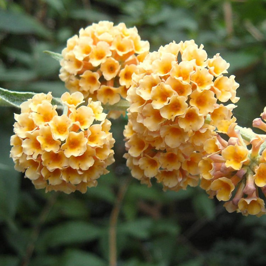 Butterfly Bush Plant for Plant, Size 5 to 7 Inch Tall Plant, Without Pot, Butterfly Bushes Plant (Yellow Flowers)