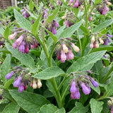 5 Comfrey Bocking 14 Live Roots, Fast Growing Perennial Herb Plant for Garden, 4 Inches Cuttings