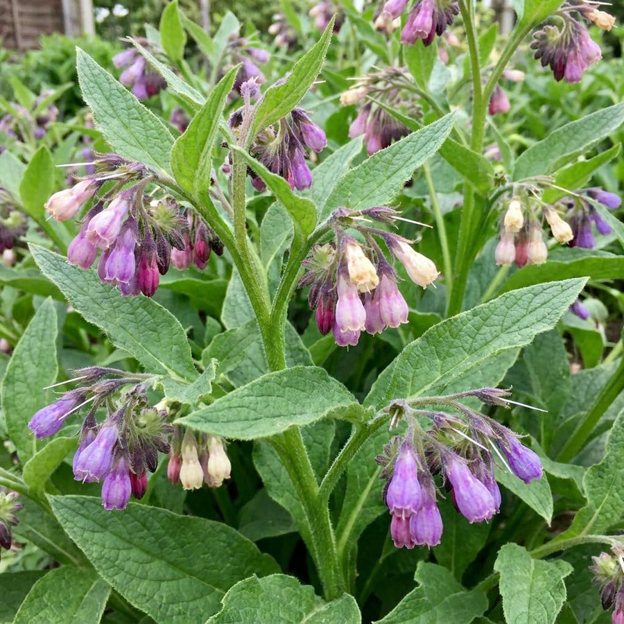 5 Comfrey Bocking 14 Live Roots, Fast Growing Perennial Herb Plant for Garden, 4 Inches Cuttings