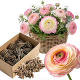 Ranunculus Bulbs, 25 Ranunculus Bulbs, French Peony Style Buttercup Corms, Spring Blooming Garden Flowers, Vibrant Flower Plant (Rare Pink Ranunculus)
