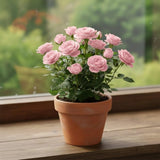 Mini Rose Bush, Miniature Rose Flowers in 3'' Pot, Compact Flowering Rose for Indoor Outdoor Gardens and Containers (Light Pink Roses)