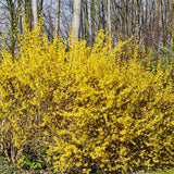 Forsythia Live Plant, Lynwood Gold Forsythia Plants in 4" Pot, 6-12 Inch Tall Live Plants for Outdoor Growing
