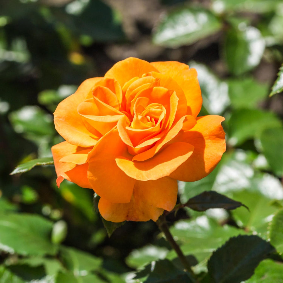 2 Rose Plants Live, Rose Bush Live Plants, Fragrant Rose Flowers, Well Rooted 5-10 Inch Tall, No Pot (Orange Rose)