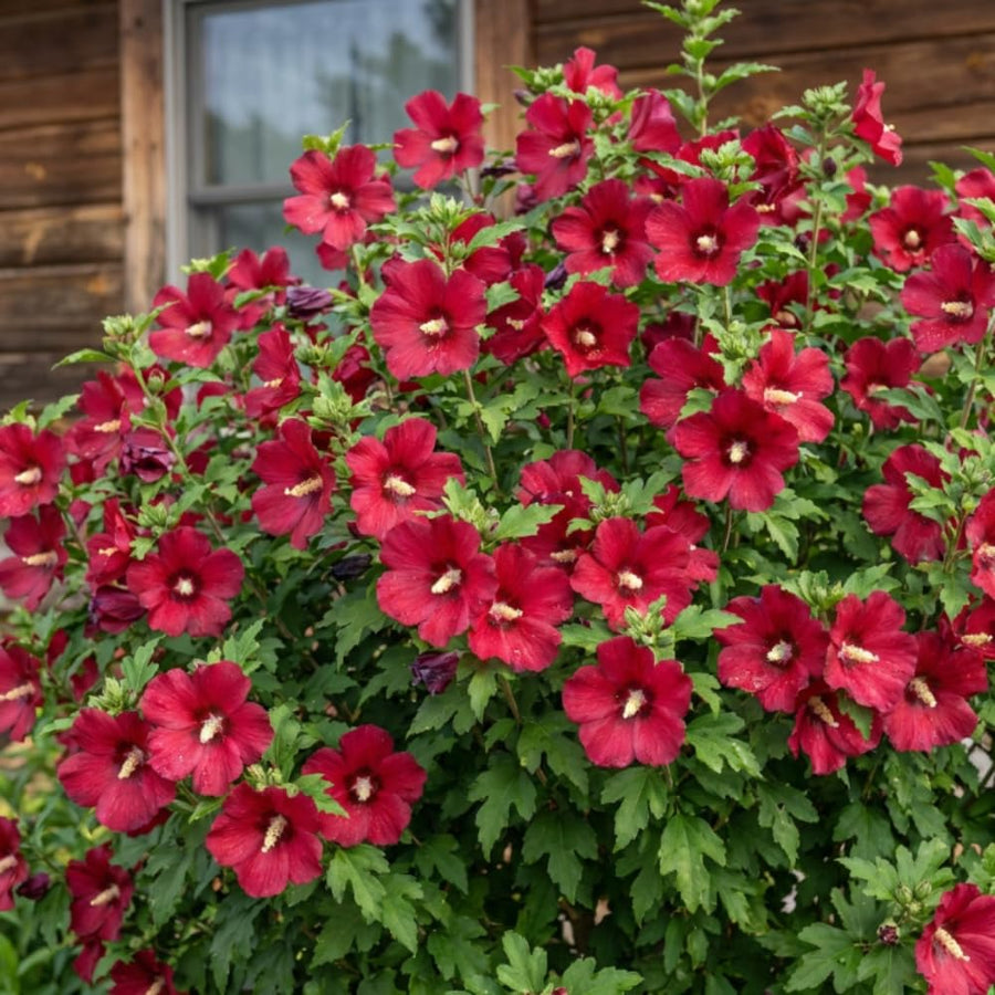 Red Rose of Sharon Plants Live, Rose of Sharon Tree Live Plant, 8-10 Inc Tall, Hardy Althea Flowers for Indoor Outdoor Planting