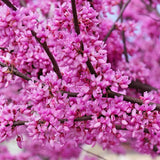 Set of 5 Eastern Redbud Seedlings, 1–2 Feet Tall Bareroot Redbud Trees for Outdoor Planting